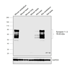 Synapsin 1/2 Antibody
