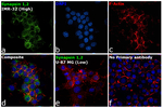 Synapsin 1/2 Antibody