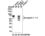 Synapsin 1/2 Antibody in Western Blot (WB)