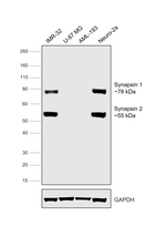 Synapsin 1/2 Antibody in Western Blot (WB)