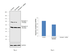 Synapsin 1/2 Antibody in Western Blot (WB)