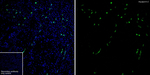 Aquaporin 2 Antibody in Immunohistochemistry (Frozen) (IHC (F))