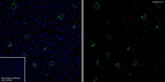 Aquaporin 2 Antibody in Immunohistochemistry (Frozen) (IHC (F))