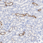 Aquaporin 2 Antibody in Immunohistochemistry (Paraffin) (IHC (P))