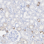 Aquaporin 2 Antibody in Immunohistochemistry (Paraffin) (IHC (P))