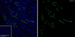Aquaporin 2 Antibody in Immunohistochemistry (Paraffin) (IHC (P))
