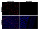 Aquaporin 2 Antibody in Immunohistochemistry (Paraffin) (IHC (P))