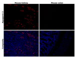Aquaporin 2 Antibody in Immunohistochemistry (Paraffin) (IHC (P))