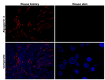Aquaporin 2 Antibody in Immunohistochemistry (Paraffin) (IHC (P))