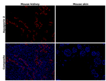 Aquaporin 2 Antibody