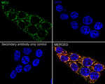 MCU Antibody in Immunocytochemistry (ICC/IF)