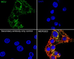MCU Antibody in Immunocytochemistry (ICC/IF)