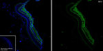 MCU Antibody in Immunohistochemistry (Frozen) (IHC (F))