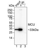 MCU Antibody in Immunoprecipitation (IP)