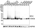 MCU Antibody in Western Blot (WB)