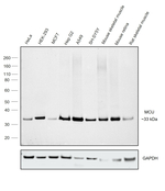 MCU Antibody in Western Blot (WB)