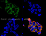 Dynactin 1 Antibody in Immunocytochemistry (ICC/IF)