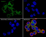 Dynactin 1 Antibody in Immunocytochemistry (ICC/IF)