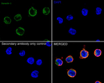 Dynactin 1 Antibody in Immunocytochemistry (ICC/IF)