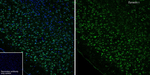 Dynactin 1 Antibody in Immunohistochemistry (Frozen) (IHC (F))