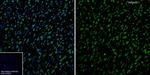 Dynactin 1 Antibody in Immunohistochemistry (Frozen) (IHC (F))