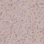 Dynactin 1 Antibody in Immunohistochemistry (Paraffin) (IHC (P))