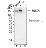 Dynactin 1 Antibody in Immunoprecipitation (IP)