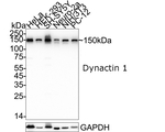 Dynactin 1 Antibody in Western Blot (WB)