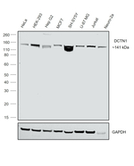Dynactin 1 Antibody in Western Blot (WB)