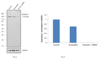 Dynactin 1 Antibody in Western Blot (WB)