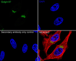 Golgin-97 Antibody in Immunocytochemistry (ICC/IF)