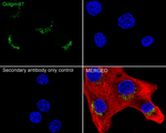 Golgin-97 Antibody in Immunocytochemistry (ICC/IF)