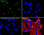 Golgin-97 Antibody in Immunocytochemistry (ICC/IF)