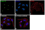 Golgin-97 Recombinant Rabbit Monoclonal Antibody (PSH13-73)