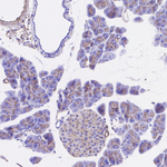 Golgin-97 Antibody in Immunohistochemistry (Paraffin) (IHC (P))