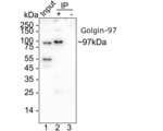 Golgin-97 Antibody in Immunoprecipitation (IP)