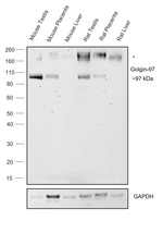 Golgin-97 Antibody