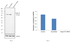 Golgin-97 Antibody