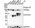 Golgin-97 Antibody in Western Blot (WB)