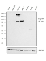 Golgin-97 Antibody in Western Blot (WB)