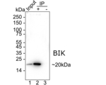 BIK Antibody in Immunoprecipitation (IP)