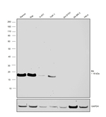 BIK Antibody