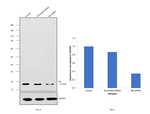 BIK Antibody