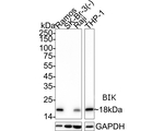 BIK Antibody in Western Blot (WB)