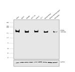 CD49a Antibody