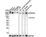 CD49a Antibody in Western Blot (WB)