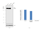 CD49a Antibody in Western Blot (WB)