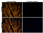 NDUFA9 Antibody in Immunohistochemistry (Paraffin) (IHC (P))
