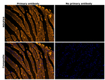 NDUFA9 Recombinant Rabbit Monoclonal Antibody (PSH14-07)