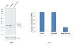 NDUFA9 Antibody
